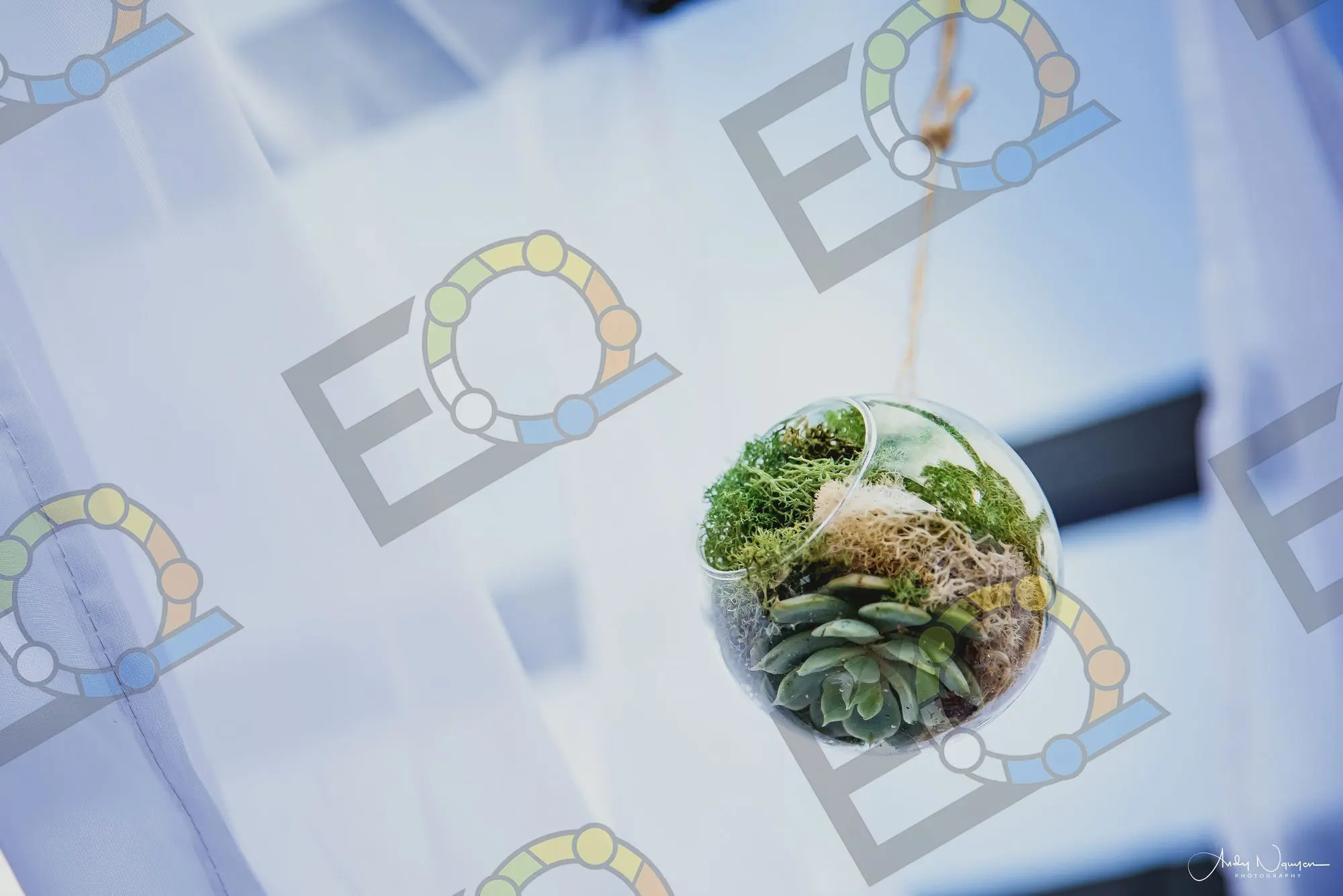 A hanging glass terrarium planted with a succulent