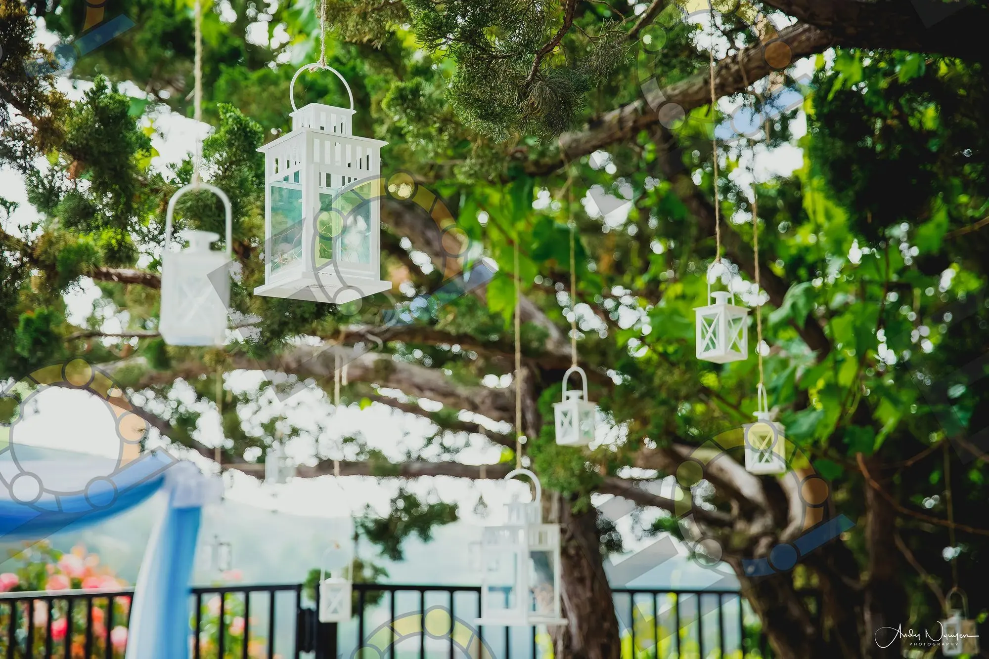 White lanterns hung from the branches of an oak
