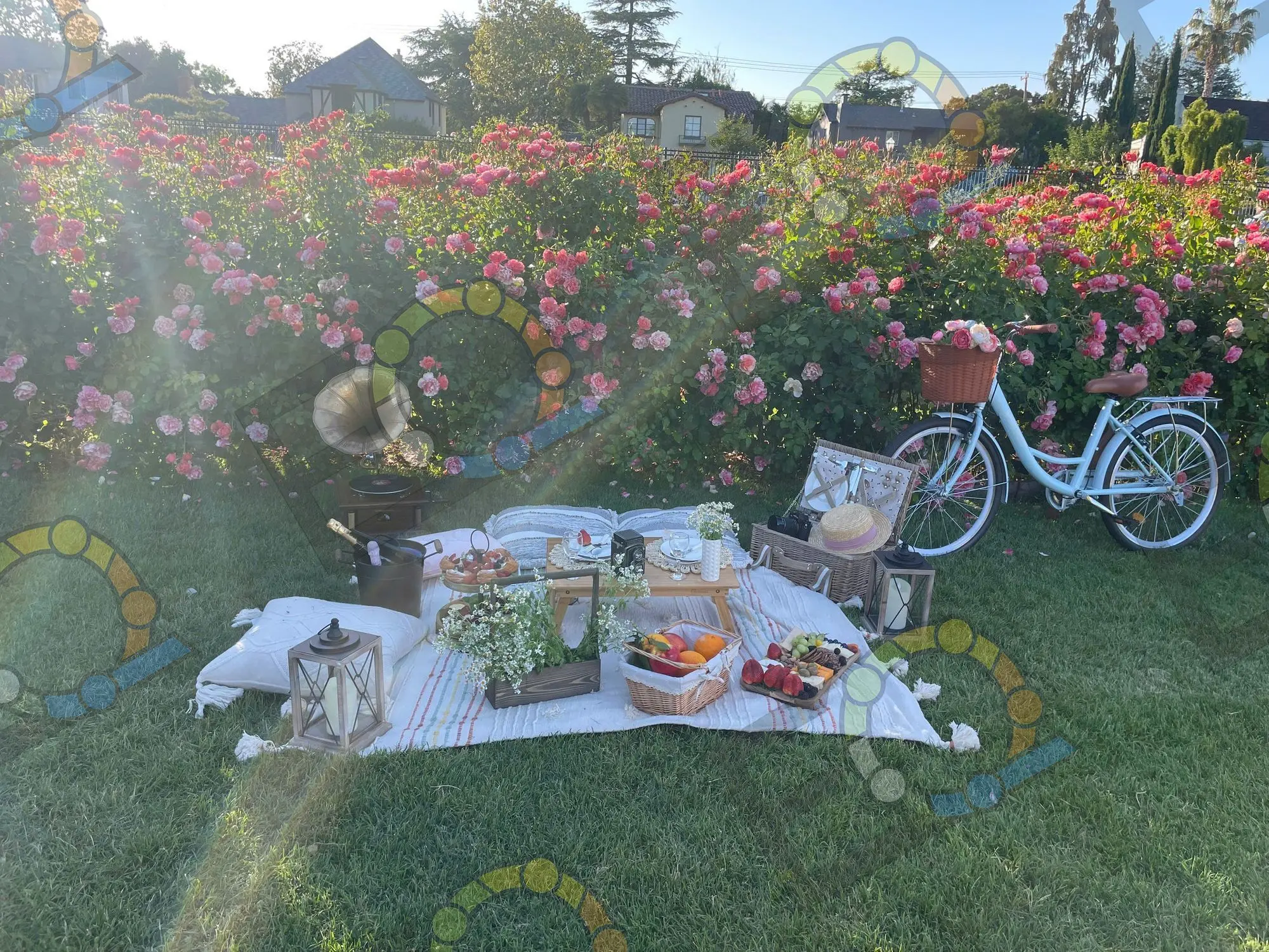 A styled picnic laid out on a lawn in front of a bank of roses